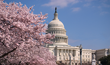 Cherry blossoms and Capitol building