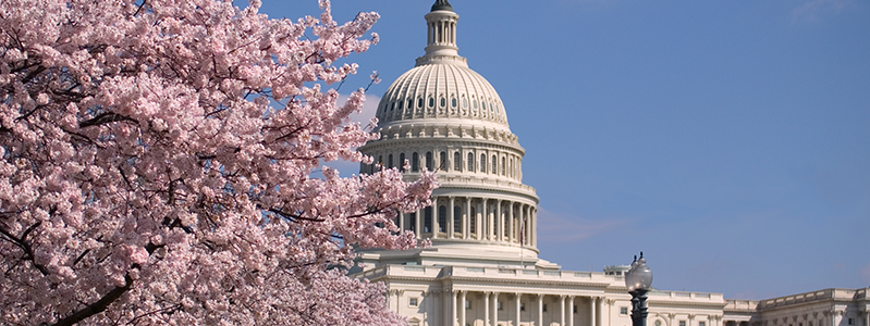 Cherry blossoms and the Capitol building